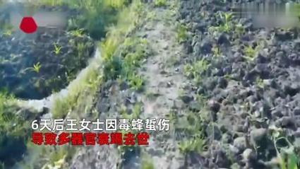 8旬老人捅马蜂窝被蛰不幸去世