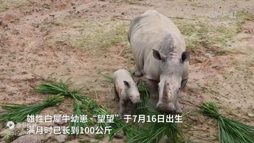 广东清远长隆白犀牛家族再添新丁