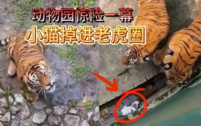 猫咪误入动物园虎园被咬死