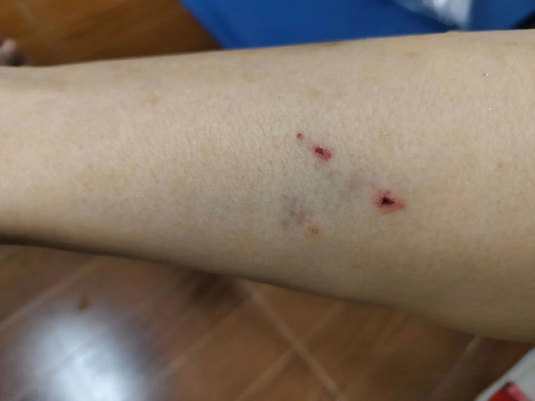 猫咪误入动物园虎园被咬死
