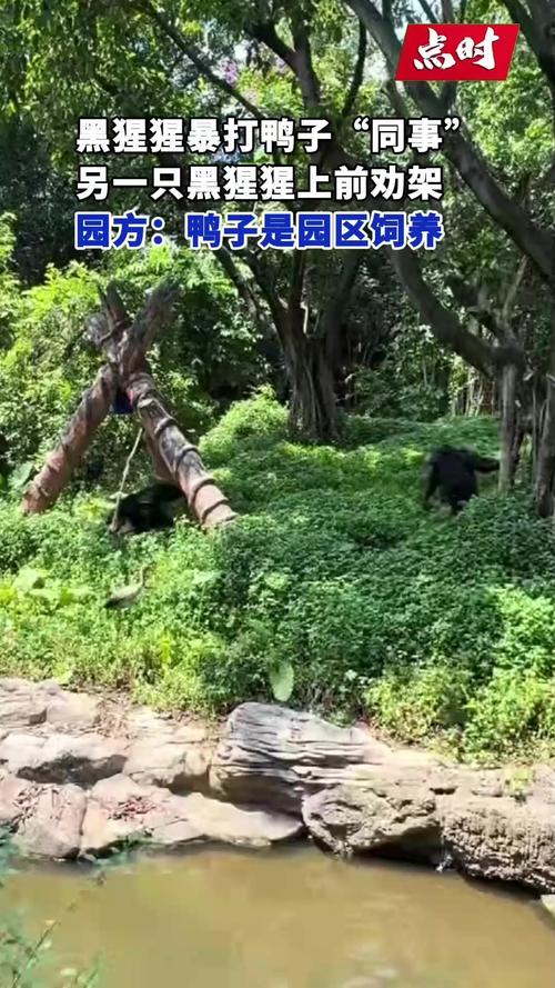 黑猩猩暴打鸭子“同事”被同伴劝架
