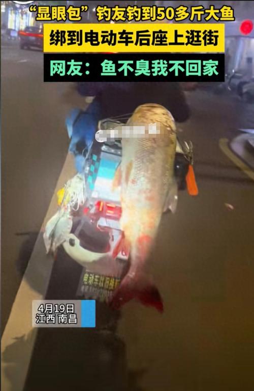 男子电动车后绑60斤大鱼遛街展示