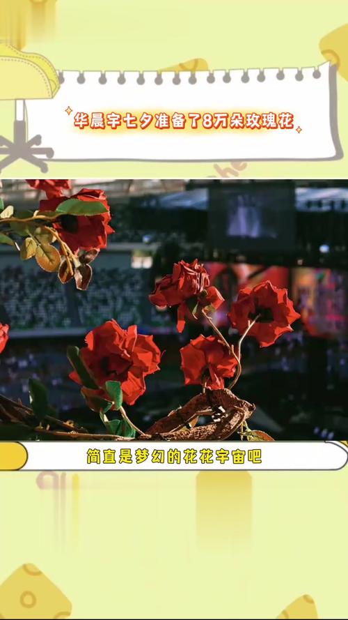 华晨宇七夕准备了8万朵玫瑰花
