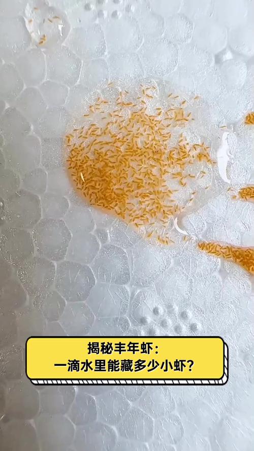 新疆沙漠首次发现盐水丰年虾