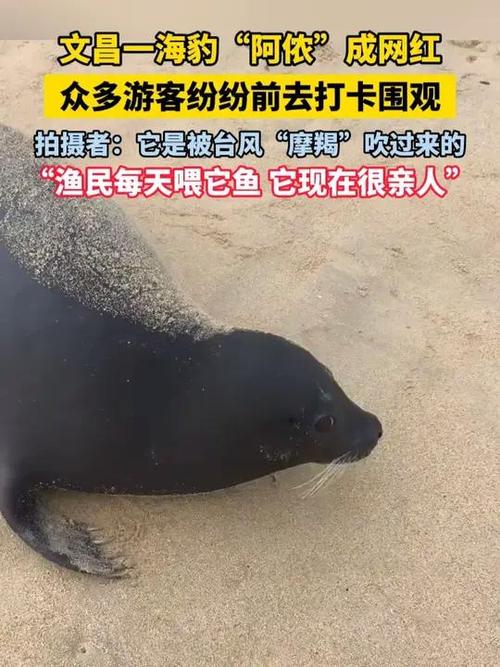 台风送来的海豹“阿侬”成海南团宠