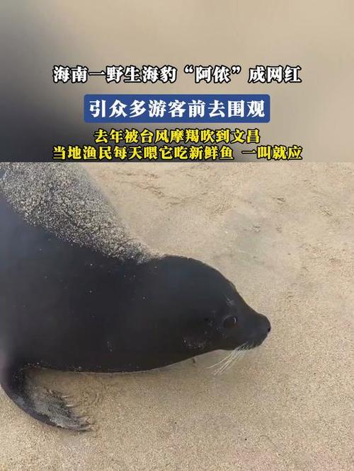 台风送来的海豹“阿侬”成海南团宠