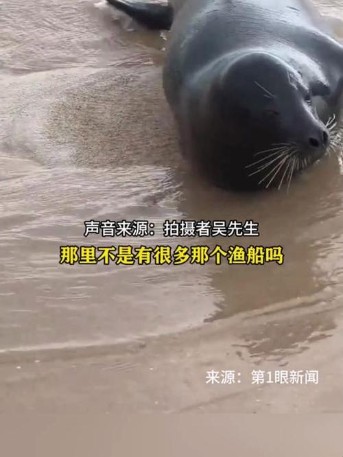 台风送来的海豹“阿侬”成海南团宠