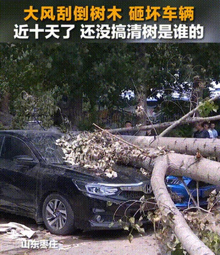 古树砸扁宝马 林业局:车主也有错