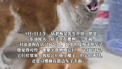 流浪狗到商店乞食 生下小狗托付老板