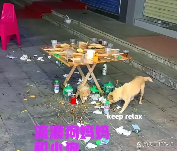 流浪狗到商店乞食 生下小狗托付老板