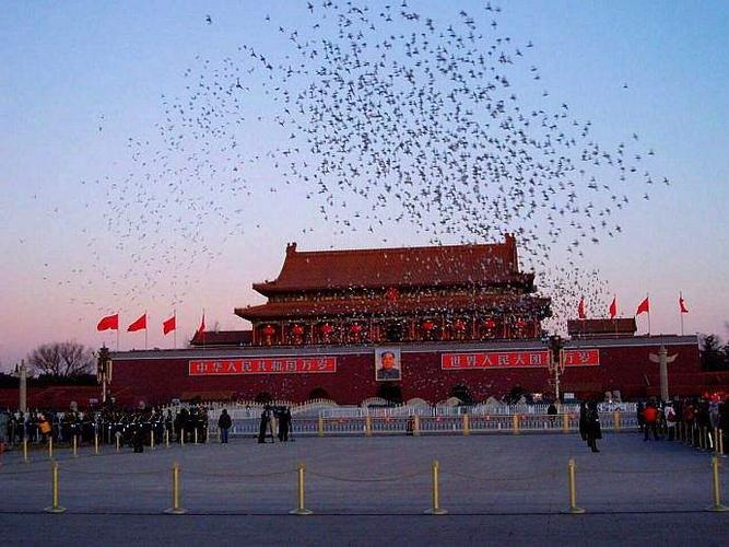 第一批参加阅兵的和平鸽已到家