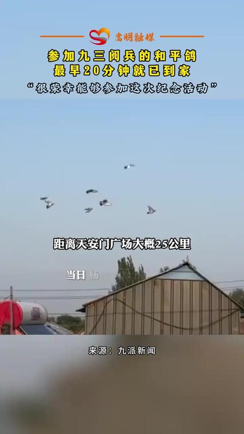 第一批参加阅兵的和平鸽已到家