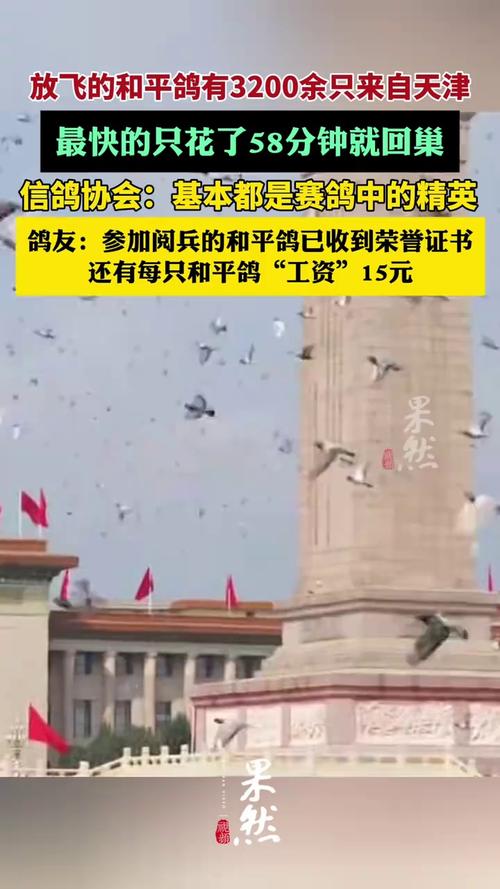 和平鸽每只有15元“工资”