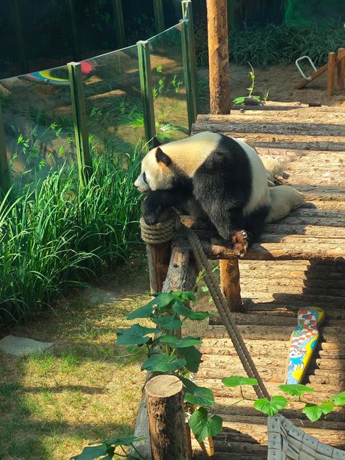 大熊猫国家公园平武片区现金猫
