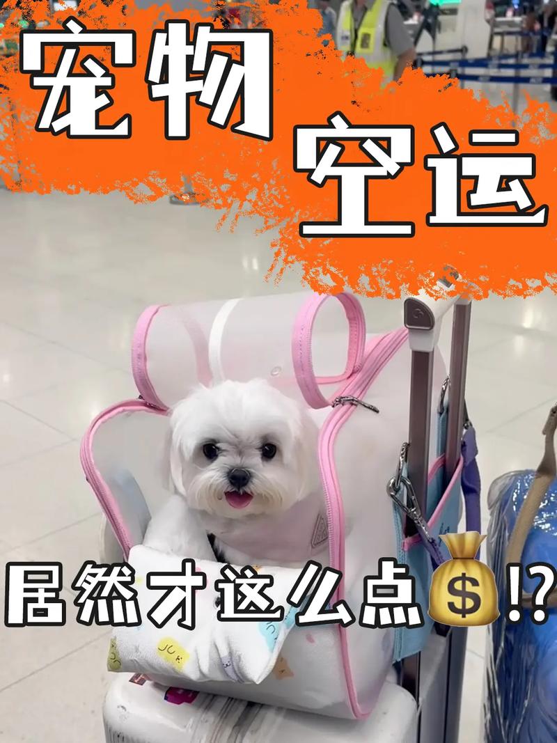 宠物机票贵过人却需求猛增