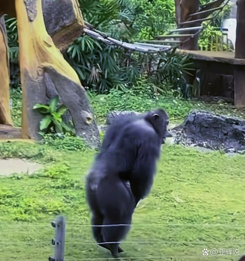 广州一动物园黑猩猩丢石块砸伤幼童