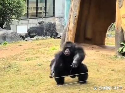 广州一动物园黑猩猩丢石块砸伤幼童