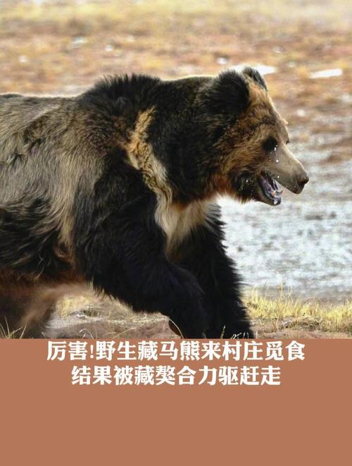 西藏一县有垃圾场现大量藏马熊觅食