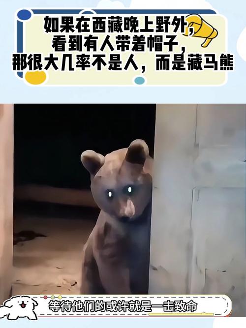 西藏一县有垃圾场现大量藏马熊觅食
