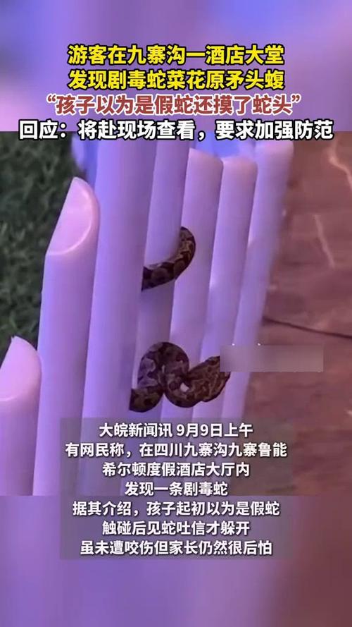 九寨沟一酒店出现毒蛇 孩子还上手摸