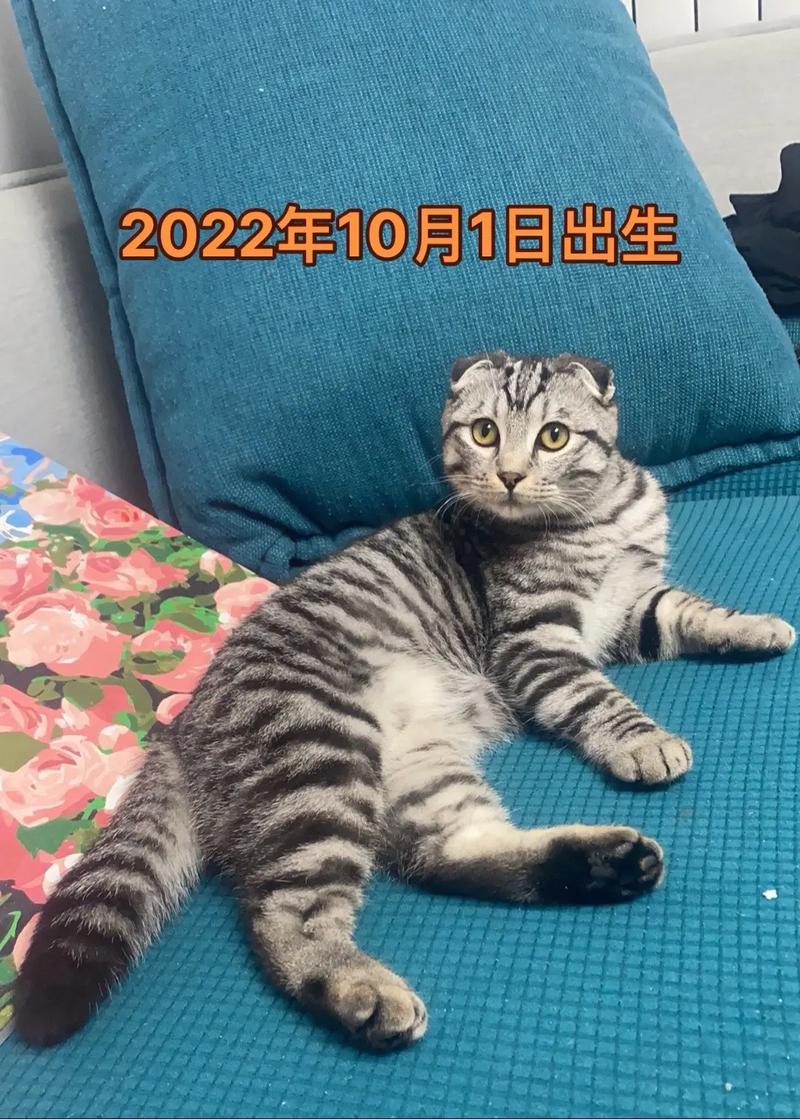 男孩常年“吸猫”致哮喘急性发作
