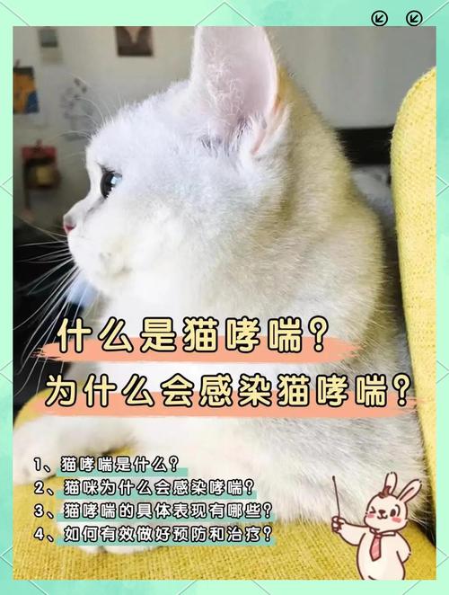 男孩常年“吸猫”致哮喘急性发作