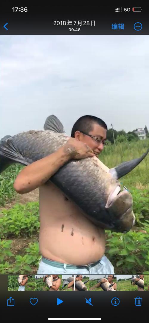 男子背着钓到的79斤鳡鱼在闹市穿行