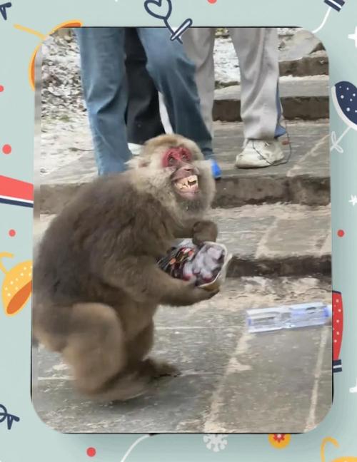 警方辟谣峨眉山猴子被击毙