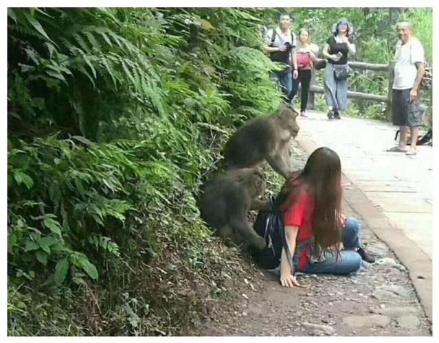 警方辟谣峨眉山猴子被击毙