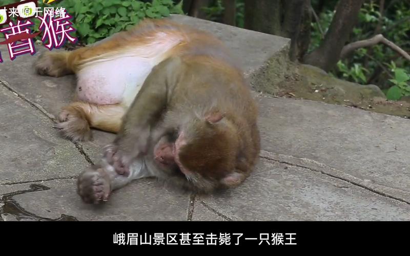 警方辟谣峨眉山猴子被击毙
