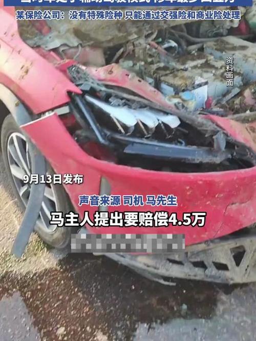 交警回应游客自驾撞死6匹马