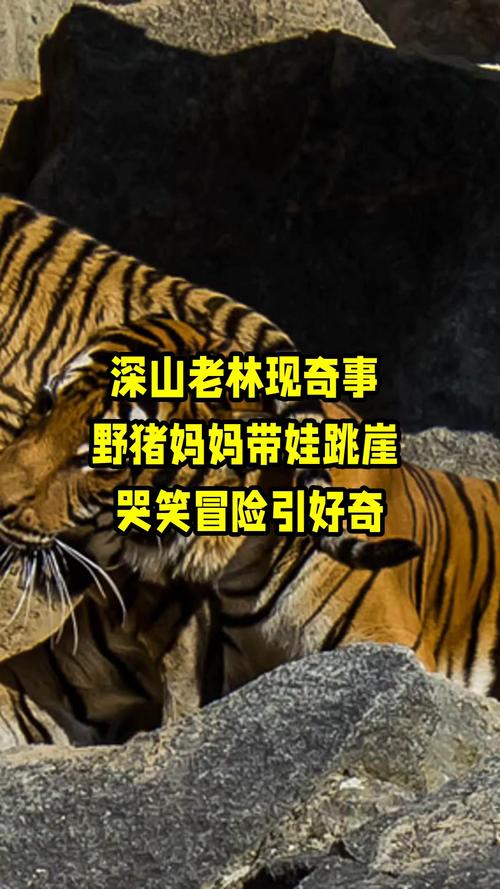 家中闯入野猪大人逃跑把孩子忘房里