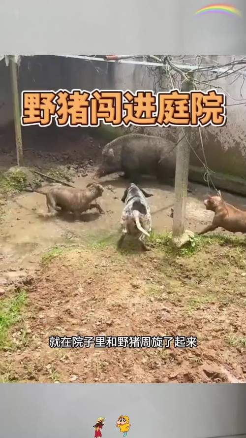 家中闯入野猪大人逃跑把孩子忘房里