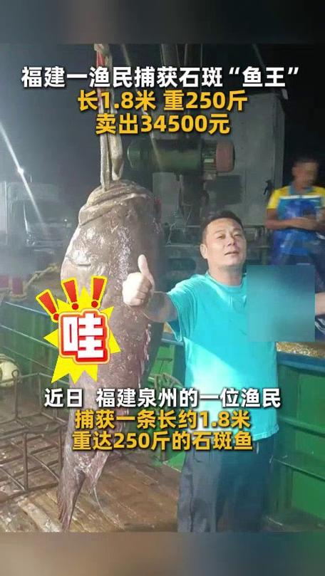 福建一渔民捕获巨型石斑：长1.8米