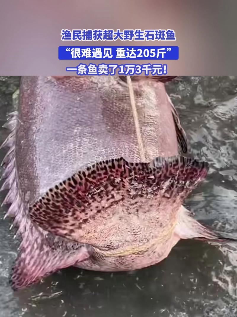 福建一渔民捕获巨型石斑：长1.8米