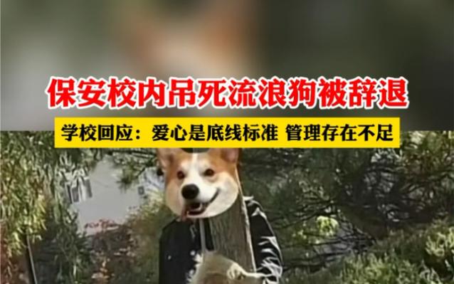 学校保安打死校园流浪狗?校长回应