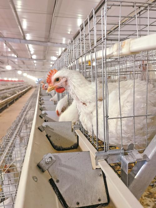 中国每年吃掉约70亿只白羽肉鸡