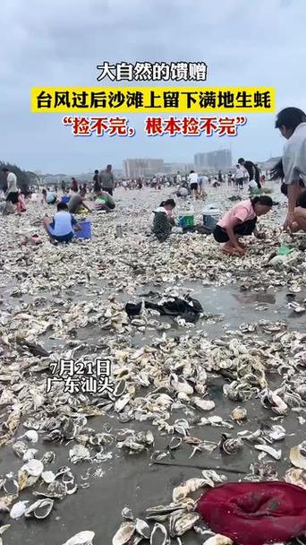 海滩退潮遍地生蚝 市民捡到手软