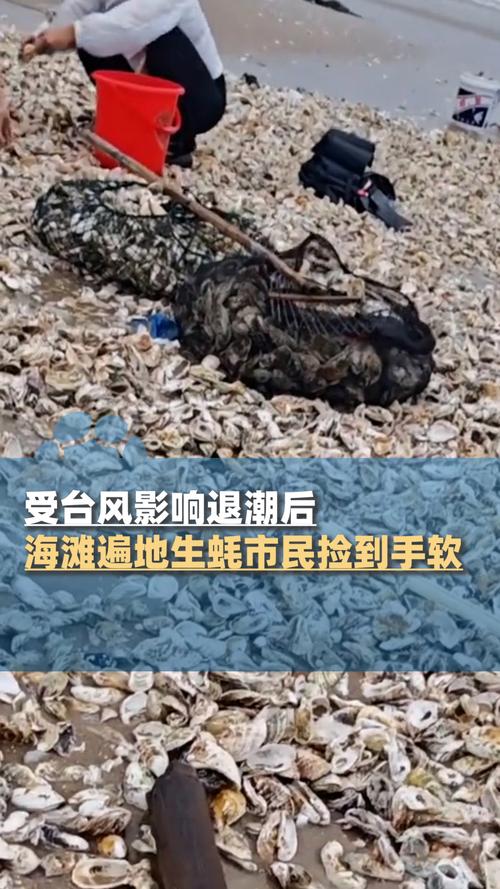 海滩退潮遍地生蚝 市民捡到手软