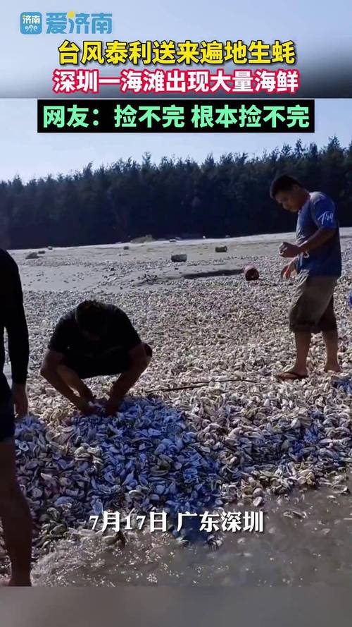 海滩退潮遍地生蚝 市民捡到手软
