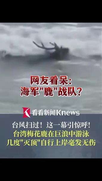 台湾梅花鹿在台风巨浪中游泳