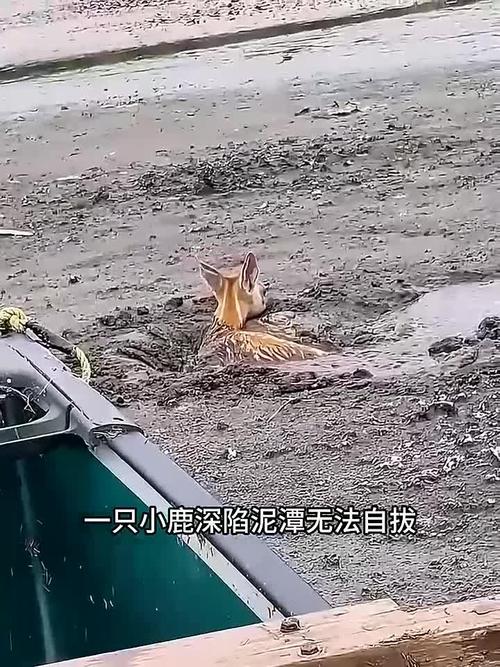 台湾梅花鹿在台风巨浪中游泳