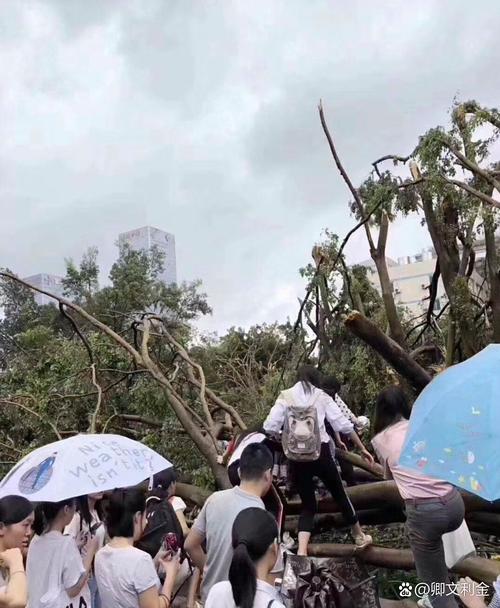 台风走了胶带却撕不掉了