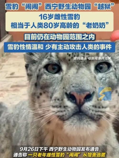 “越狱”雪豹“闹闹”已被找到