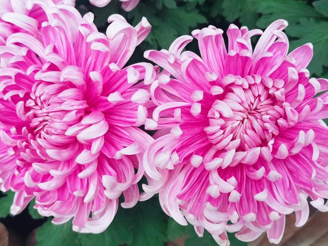 北京秋花进入盛花期