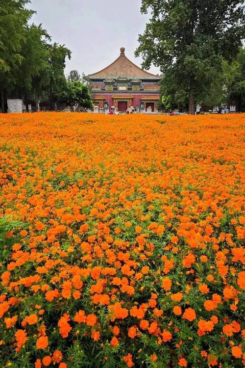 北京秋花进入盛花期