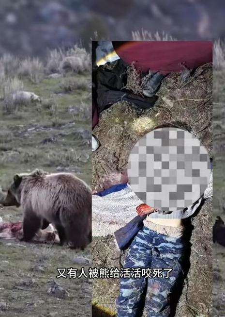 一大一小藏马熊闯入村庄民宅