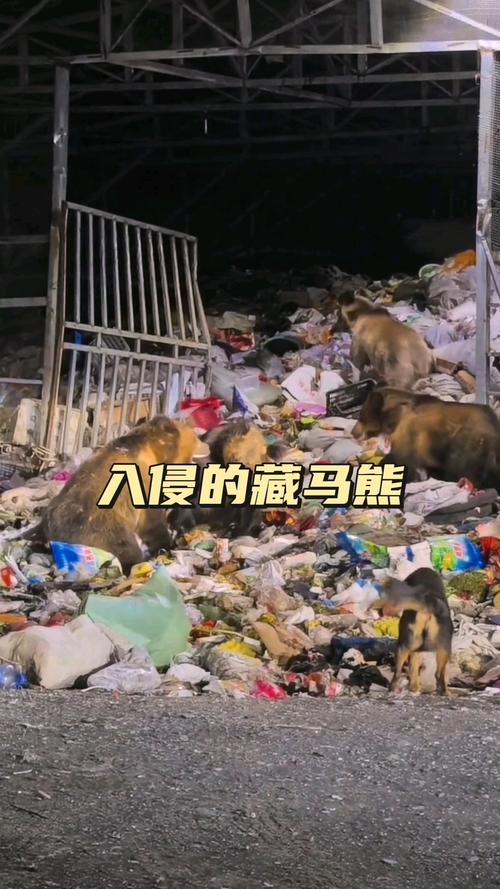 一大一小藏马熊闯入村庄民宅