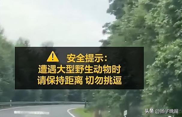 男子称偶遇野生东北虎 距离不到3米