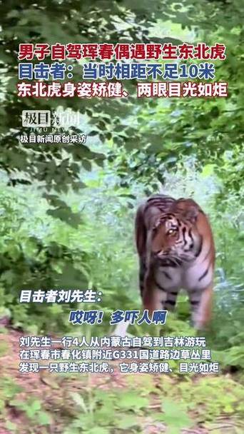 男子称偶遇野生东北虎 距离不到3米